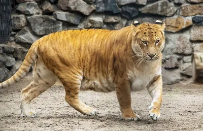 Гибрид льва и тигра: лигр, тигон, лилигр, литигон, фото метисов