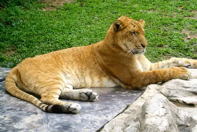Самая большая кошка на Земле Лигр. | Пикабу