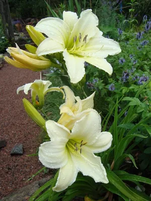 Лилейник — цветок для тех, кому некогда. Уход, выращивание, размножение.  Болезни и вредители. Фото — Ботаничка