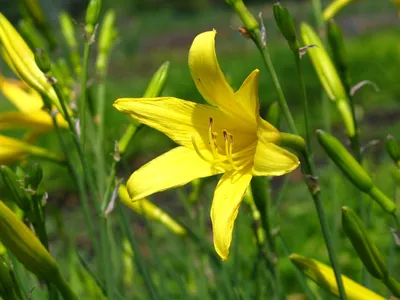Лилейник minor желтый| заказать саженцы в Украине: интернет-магазин  лилейников Mysterium-plantae