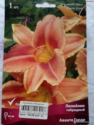 Лилейник гибридный Аванте Гарде - «Красивый цветок с короткой жизнью» |  отзывы