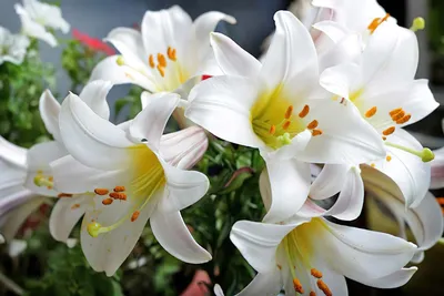 Самые красивые белые лилии в мире: сорта и ФОТО