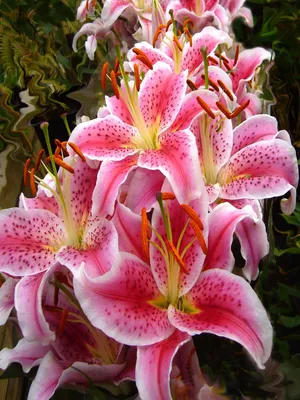 Самые красивые лилии - 63 фото