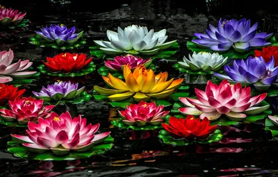 Обои лилии, разноцветные, водяные лилии картинки на рабочий стол, раздел  цветы - скачать