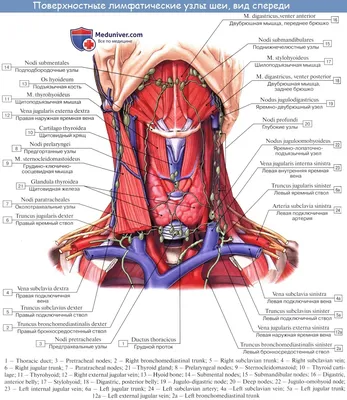 Анатомия: Лимфатические узлы и сосуды шеи. Топография, строение,  расположение лимфатических узлов и сосудов шеи.