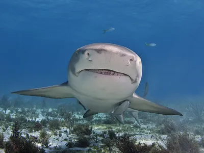 Флорида » Лимонная акула (Lemon shark, Negaprion brevirostris)