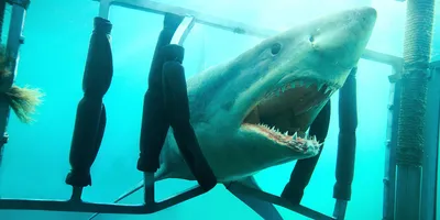 Флорида » Лимонная акула (Lemon shark, Negaprion brevirostris)