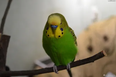 Корм для волнистых попугаев RIO Budgies в период линьки, 500 г - отзывы  покупателей на маркетплейсе Мегамаркет | Артикул товара:100022761792