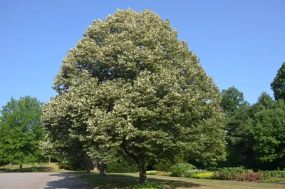 Липа (дерево): описание, виды, посадка и уход, фото