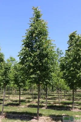 Липа мелколистная «Гринспайер» (Tilia cordata «Greenspire») купить для  посадки в Москве