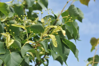 Липа мелколистная «Гринспайер» (Tilia cordata «Greenspire») купить для  посадки в Москве