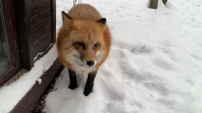 Существует ли Алиса? Tiny Bunny