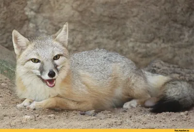 Корсак, или Степная лисица (лат. Vulpes corsac)