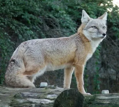 Лисиця Корсак — КУРКУЛЬ