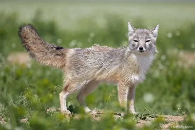 Vulpes corsac. Photographer Lagunin Gennadiy