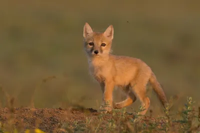 Корсак | Пикабу