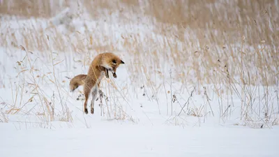 All about FOXes and MOUSE in winter | Film Studio Aves - YouTube