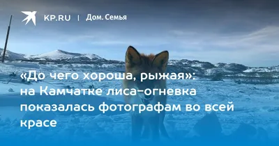 Огнёвка вятская лиса (лат. Vulpes vulpes styxnoides) - подвид обыкновенной…  | Dr.Shoys | Дзен