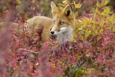 Красавица лисица позирует на фоне золотой осени)🦊🍁💛 #лиса #москва  #животные #hermine #nature #wildlife #dof_of_our_world #picture_to_keep… |  Instagram