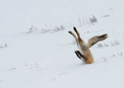 лиса зимой на снегу сидит возле леса | Animals wild, Fox pictures, Cute  baby animals