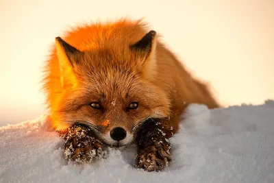 Лиса :: snow :: animals :: fox :: снег :: живность :: fandoms :: фэндомы /  картинки, гифки, прикольные комиксы, интересные статьи по теме.