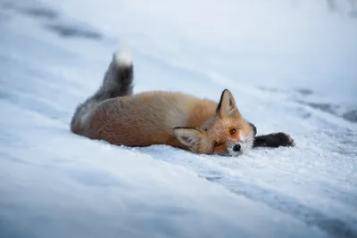 Roeselien Raimond, дикая природа, анималистика, лиса и снег