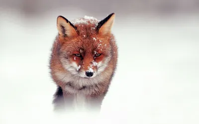 Roeselien Raimond, дикая природа, анималистика, лиса и снег