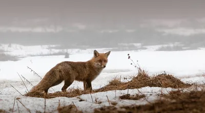 Почему зимой лисы вот так странно торчат из снега? | Книга животных | Дзен