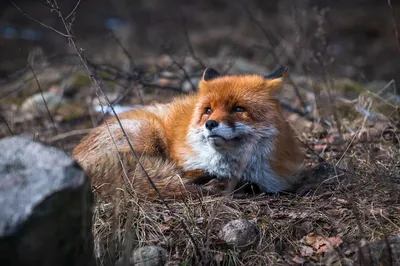 [72+] Лиса весной фото