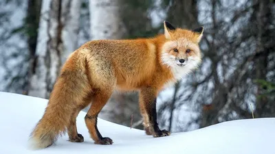 Красная Лиса Vulpes Vulpes Мать Новорожденные Рыжие Лисицы Природе Весенний  стоковое фото ©AGDBeukhof 549487002