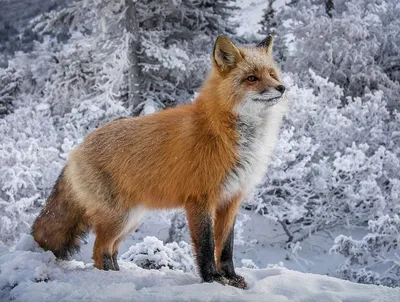 Очаровательные лисы зимой | Arctic animals, Animals beautiful, Cute baby  animals