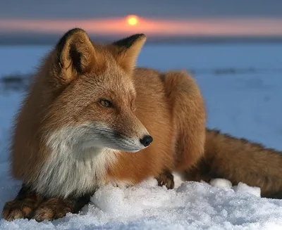 Лиса зимой. Фотограф Багурский Алексей