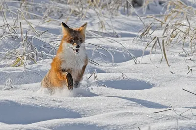 Лиса зимой.fox in winter - YouTube