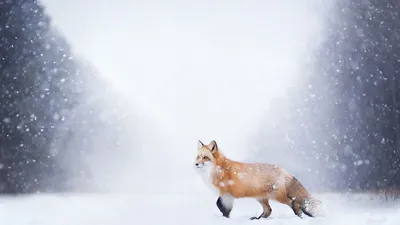 Красная Лиса Зимой — стоковые фотографии и другие картинки Лиса - Лиса,  Животное, Зима - iStock