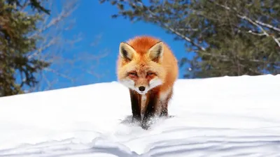 Скачать обои снег, зима, лиса, лисица, животное разрешение 2048x1365 #147853