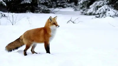 Лиса :: animals :: winter :: snow :: fox :: живность :: зима :: снег ::  fandoms :: фэндомы / картинки, гифки, прикольные комиксы, интересные статьи  по теме.