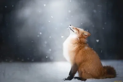Фото обои зима, ветки, ель, лиса, рыжая | Животные, Лиса, Лай собаки