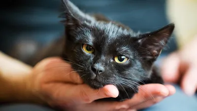 Лишай у кошек опасен и заразен — какой вид переходит, передается человеку  от котов: фото, может ли котенок заразить человека цветущим лишаем, как не  заразиться