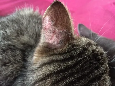 Что с ухом у кошки? | Пикабу