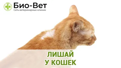 Отрубевидный лишай у кота - картинки и фото koshka.top