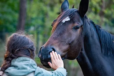 Болезни лошадей. Часть 7: Инфекционные болезни | EquiLife.ru - Первый  Конный журнал online