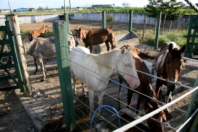 ЭТО МОЯ ЛОШАДЬ ГИАЦИНТ 🐎Лошадь, которая не стала колбасой. Когда животных  спасают профессионалы. | Это моя история | Дзен