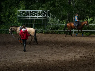 Переходник для корды SHIRES купить в Москве в зоомагазине, цены - Сами с  Усами