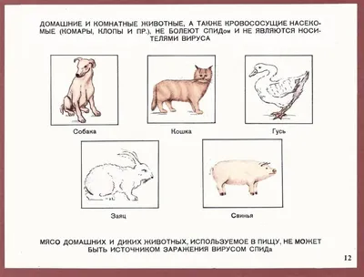 Болезни хомяков - Ветеринар Карлсруэ - Центр мелких животных Арндта