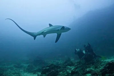 Лисья акула или морская лисица - чем опасна для человека? | Мир животных |  Дзен