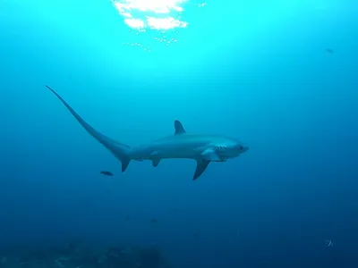 https://naked-science.ru/article/biology/thresher-shark