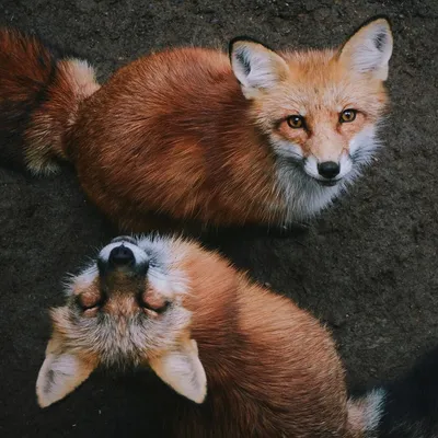Фото Две маленькие лисички