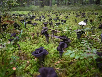 В лесах Тверской области грибники наткнулись на страшные чёрные лисички -  ТИА