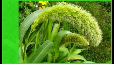 Вдохновение - Акалифа \" Лисий хвост\". 🌾🌺🌾🌺🌾🌺 | Facebook