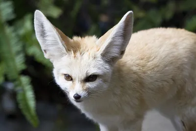 Маленькая fennec fox лиса фенек …» — создано в Шедевруме